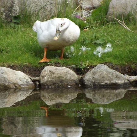 Cosy Ground Floor Disabled Friendly Room In Farm House Llandderfel Экстерьер фото